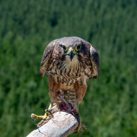 New Zealand falcon
