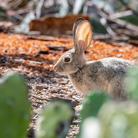 Desert cottontail
