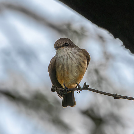 Vermillion flycatcher, female