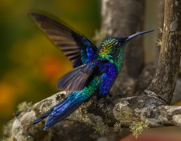 Fork-tailed woodnymph