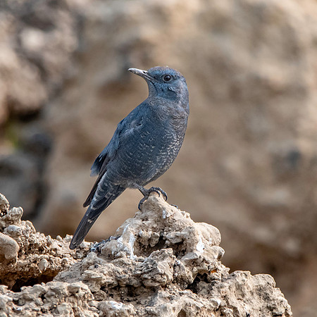 Blue rock thrush