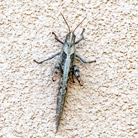 Grey bird grasshopper