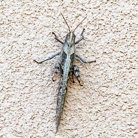 Grey bird grasshopper