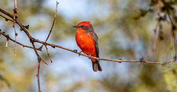 Vermillion flycatcher