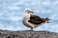 Kelp gull