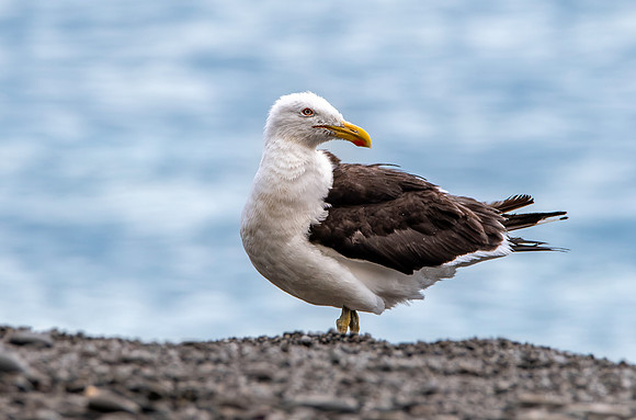 Kelp gull