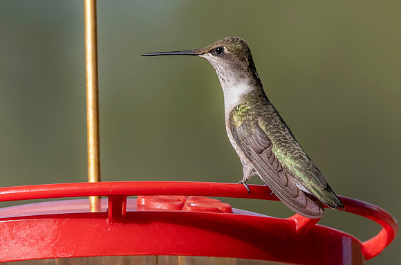 Ruby throated hummingbird