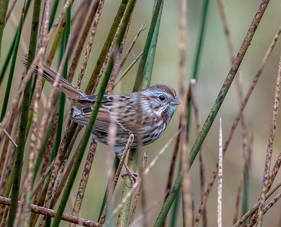 Song sparrow