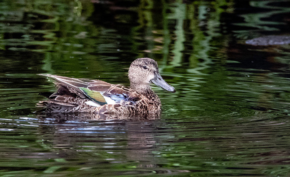 Blue winged teal female