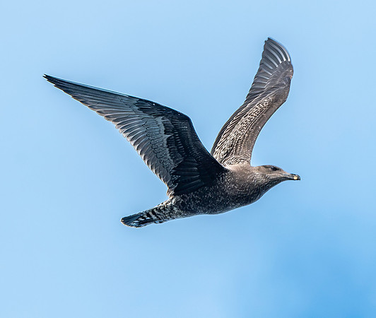 Kelp gull, immature