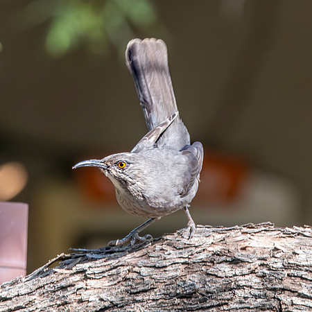 Curve-billed thrasher