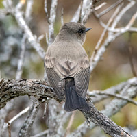 Say's phoebe