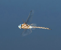 Blue-eyed darner