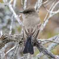 Say's phoebe