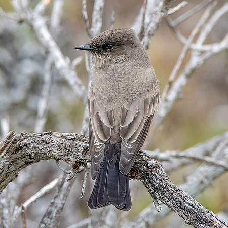 Say's phoebe