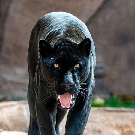 Black jaguar