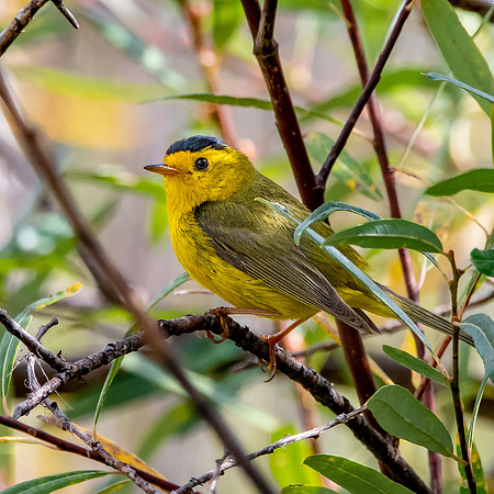 Wilson's warbler