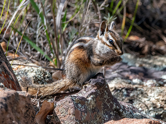 Grey collared chipmunk
