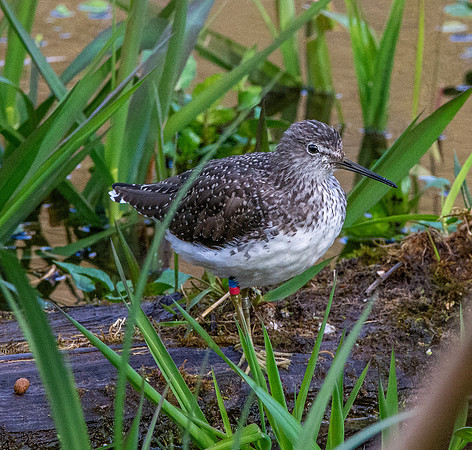 Green sandpiper