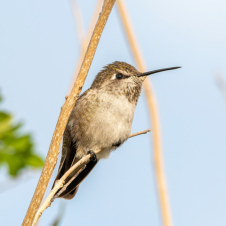 Costa's hummingbird, female