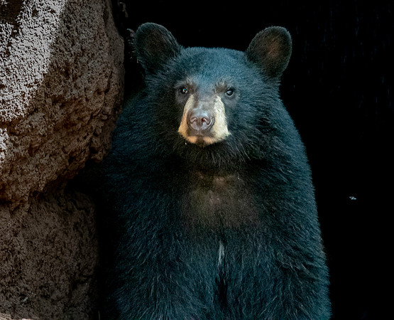 Black bear