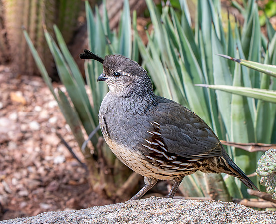 Gambel's Quail