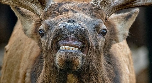 Elk