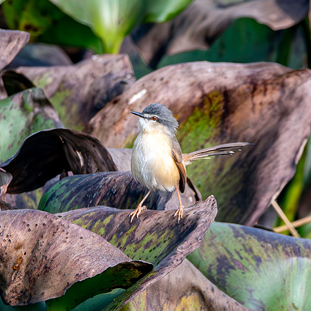 Yellow bellied prinia