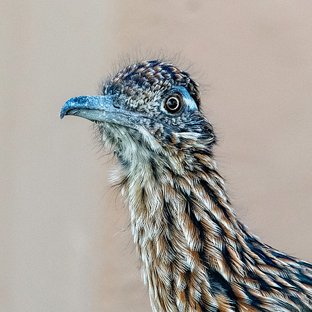 Greater roadrunner