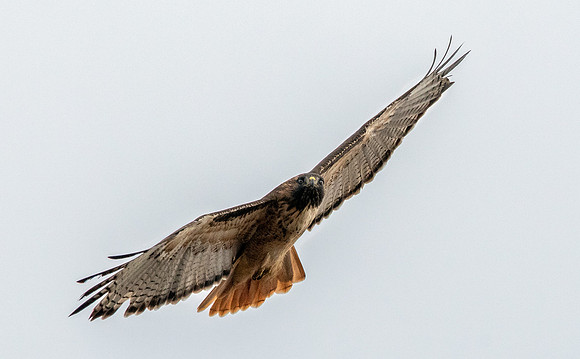 Red tailed hawk
