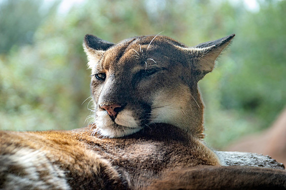Mountain lion/ cougar/puma/panther