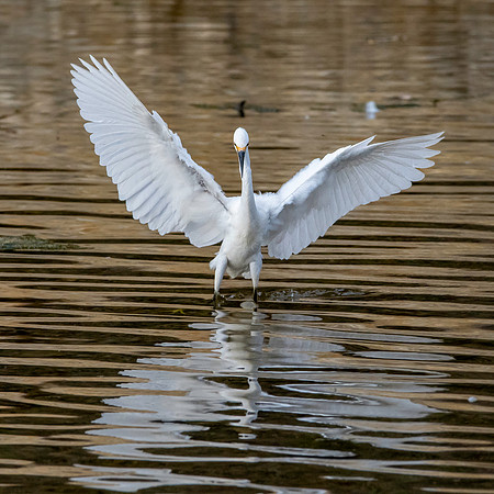Snowy egret