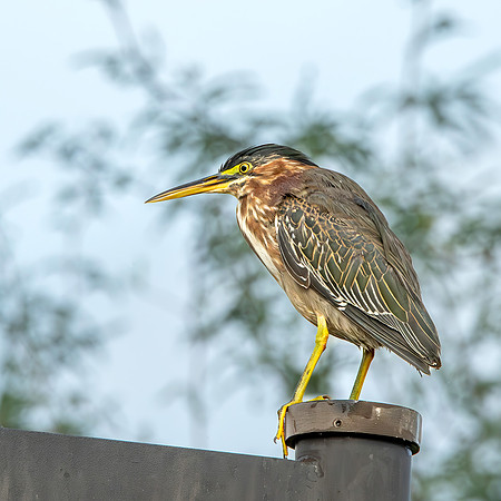 Green heron