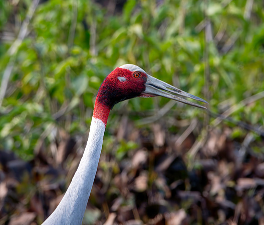 Sarus crane