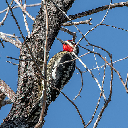 Red naped sapsucker