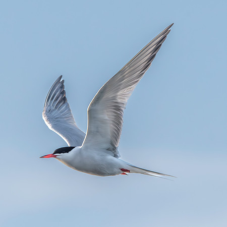 Common tern