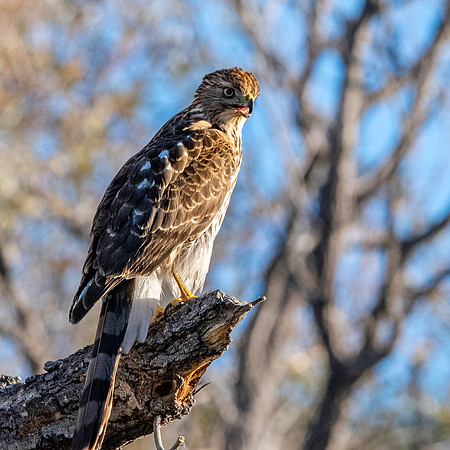 Cooper's hawk