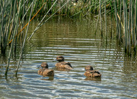 Brown teal / Pāteke
