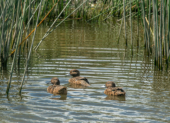 Brown teal / Pāteke