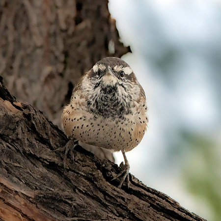 Cactus wren