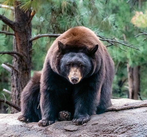 Black bear