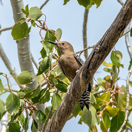 Gila woodpecker