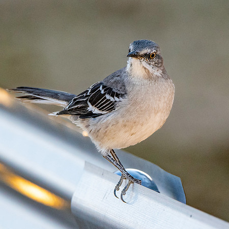 Northern mockingbird