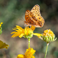 Variegated fritillary