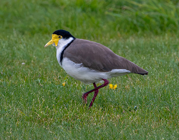 Masked plover / masked lapwing