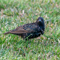 Taringi Starling