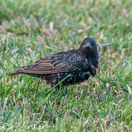 Taringi Starling