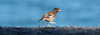 Common myna