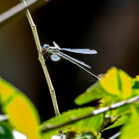 Northern / Common spreadwing
