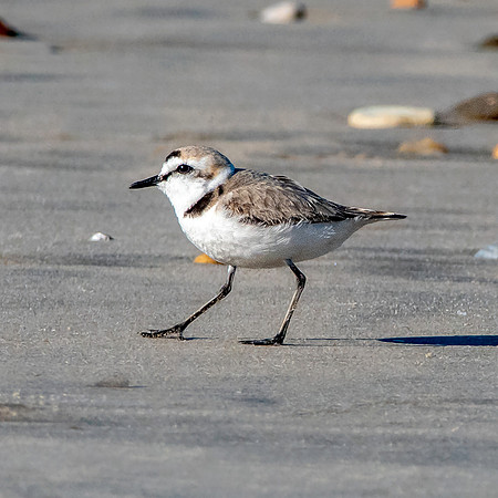 Kentish plover
